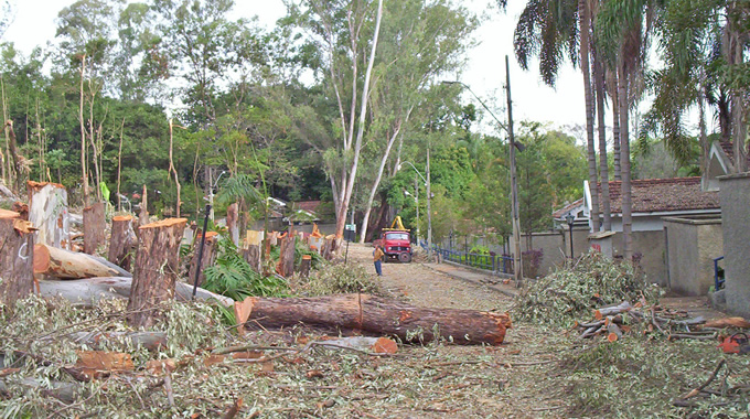 Corte de árvores em BH